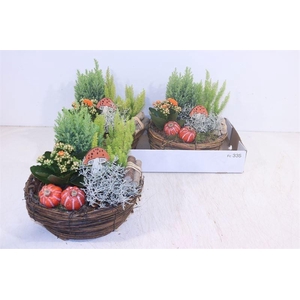 ARR TUINPLANTEN