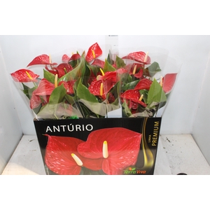 ANTHURIUM MICHIGAN P17 PREMIUM