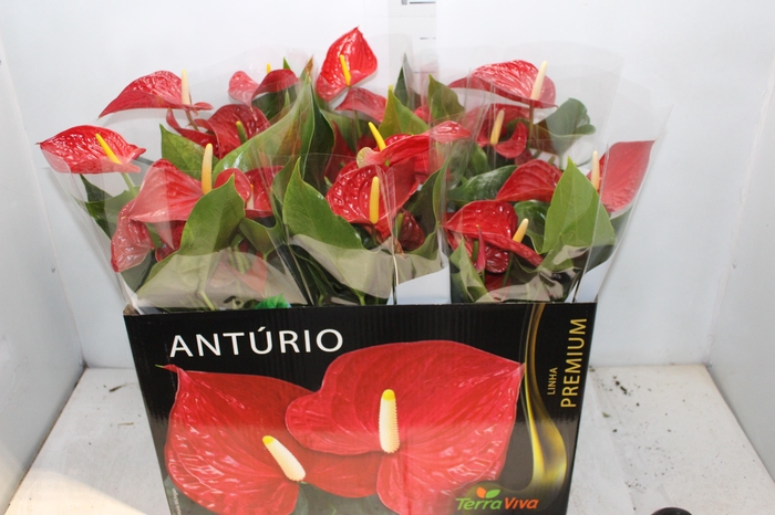 ANTHURIUM MICHIGAN P17 PREMIUM