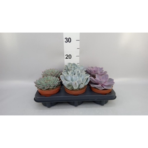 Echeveria   ...mix