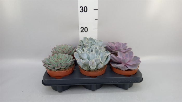 <h4>Echeveria ...mix</h4>