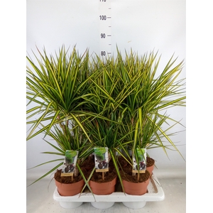 Dracaena marg. 'Sunray'
