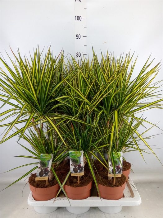 <h4>Dracaena marg. 'Sunray'</h4>