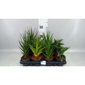 SANSEVIERIA CYL.  ...