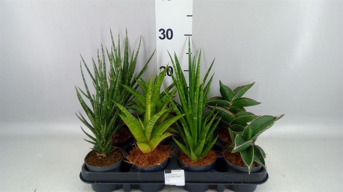 <h4>SANSEVIERIA CYL. ...</h4>