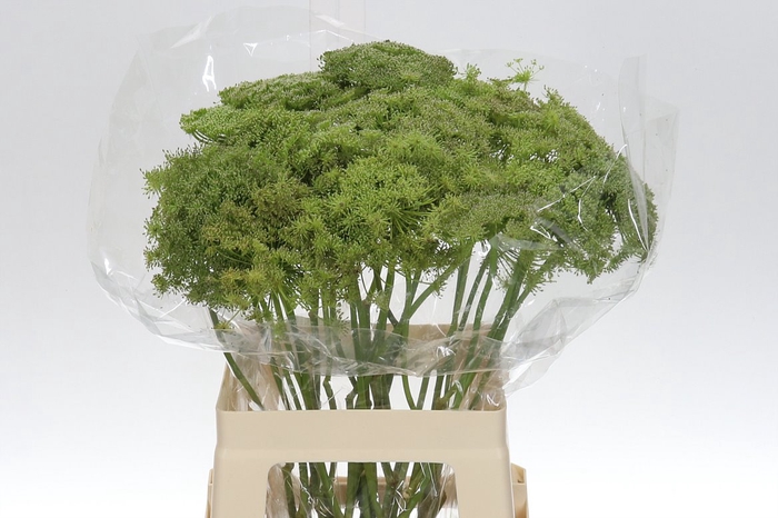 <h4>Ammi Vis Green Mist</h4>