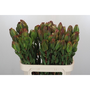 LEUCAD LAUREL YELLOW