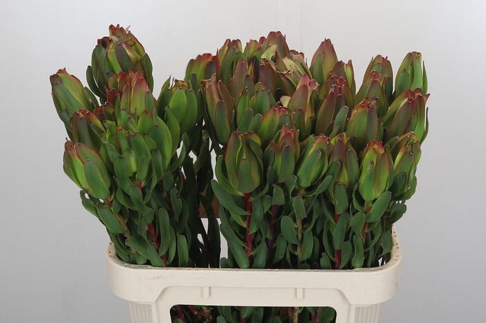 <h4>LEUCAD LAUREL YELLOW</h4>