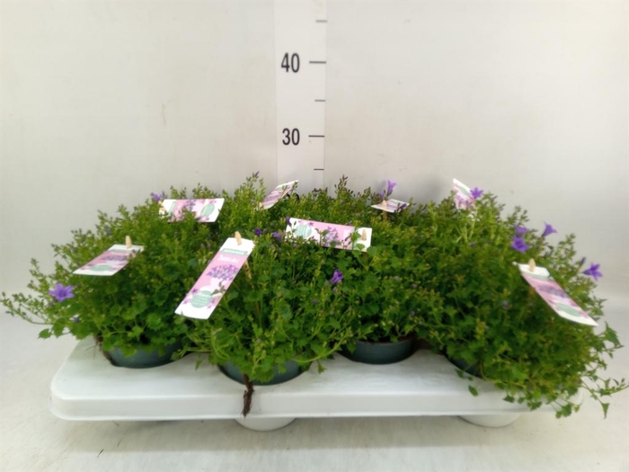 <h4>Campanula porten. 'Ambella In Prpl'</h4>