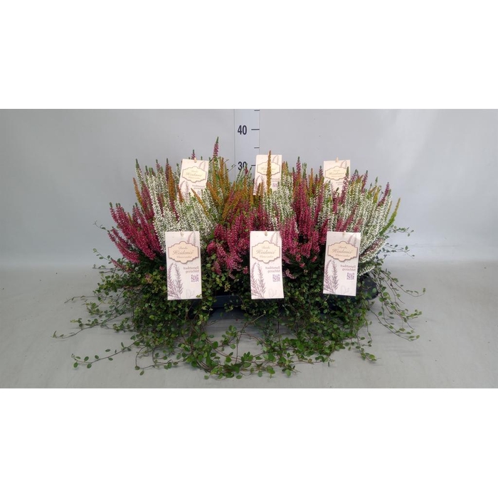 <h4>Calluna vulg. ...</h4>