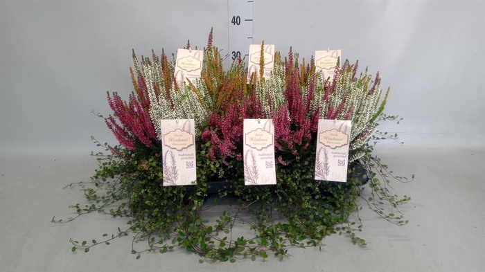 <h4>Calluna vulg. ...</h4>