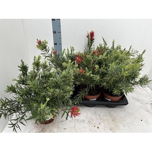 CALLISTEMON CITRINUS