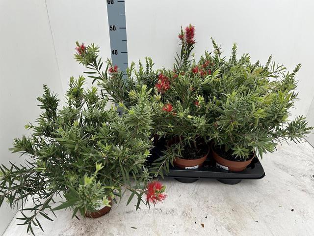 <h4>CALLISTEMON CITRINUS</h4>