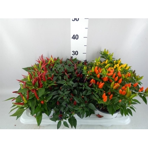 Capsicum annuum   ...mix