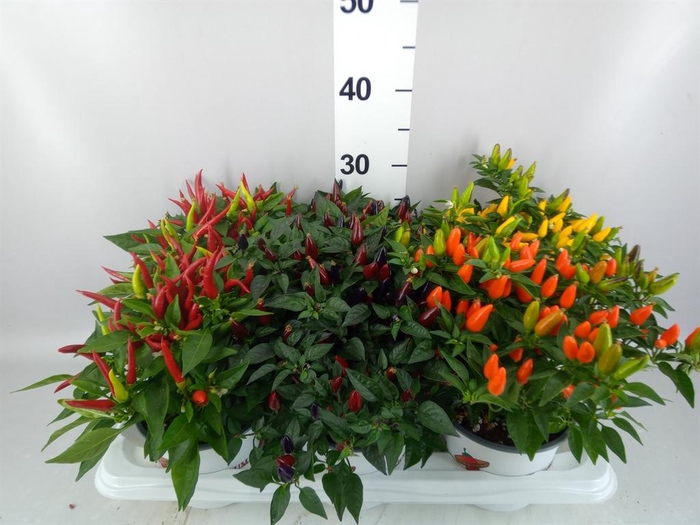 <h4>Capsicum annuum   ...mix</h4>