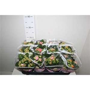 Kal Ge Gem Tweekl Bl