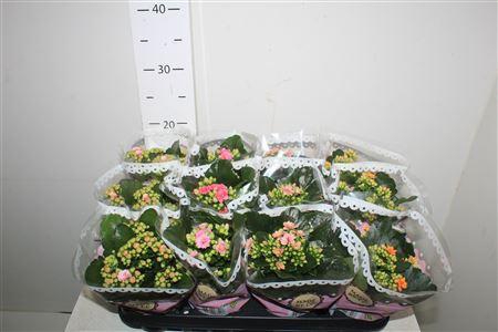 <h4>Kal Ge Gem Tweekl Bl</h4>