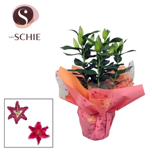 Oriental p17 Rondella GARDEN LOVE Pink