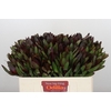 Leucadendron Saf Sunset Dark R.