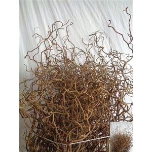 Coryl Av Contorta 050cm