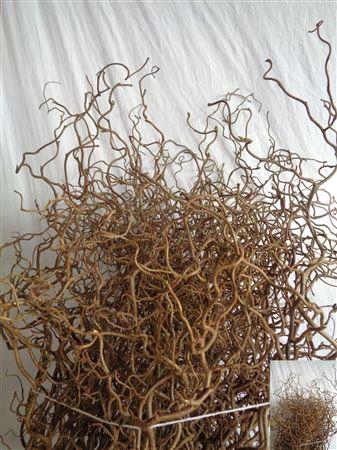 <h4>Coryl Av Contorta 050cm</h4>