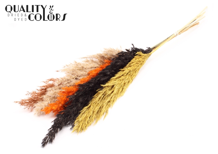 <h4>Pampas Grass 100cm 5st/bunch Autumn Mix</h4>