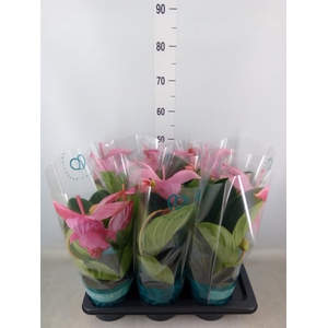 Medinilla magn. 'Flamenco'