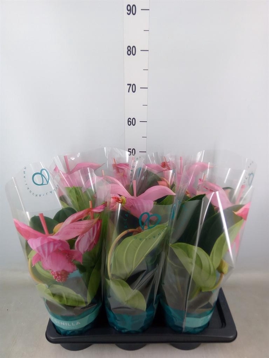 <h4>Medinilla magn. 'Flamenco'</h4>