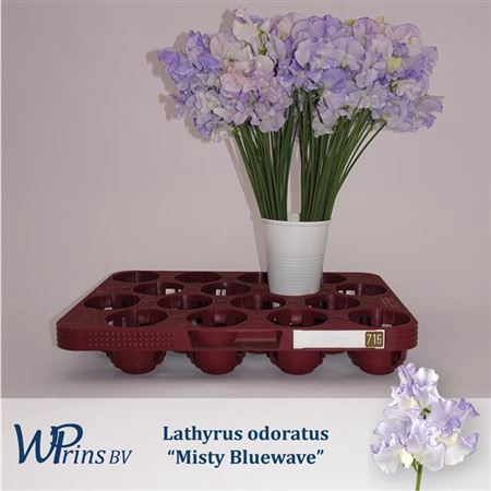 <h4>Lathyrus Misty Bluewave</h4>
