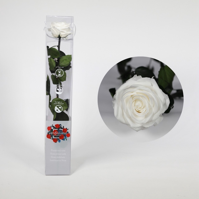 <h4>Roos op steel xl Plexi 55cm White</h4>