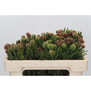 Kaaps Groen Brunia Fragarioides (Clusterstar)
