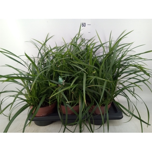 Carex morrowii