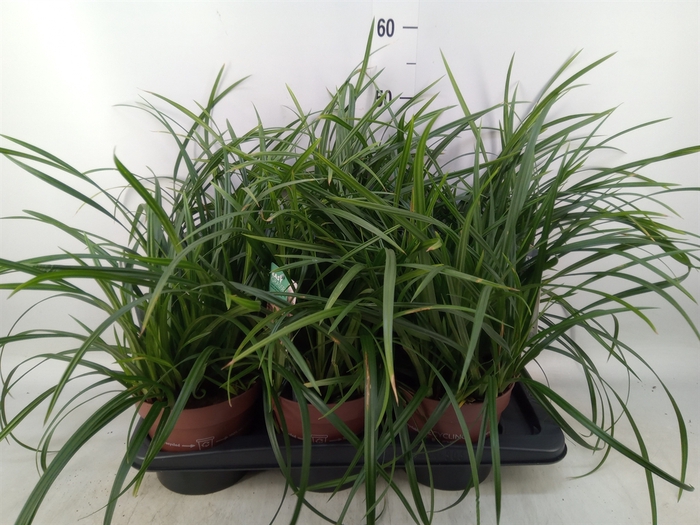 <h4>Carex morrowii</h4>