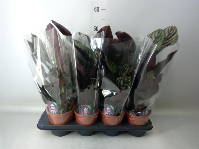 <h4>Calathea sanderiana</h4>