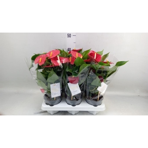 Anthurium andr. 'Esudo'