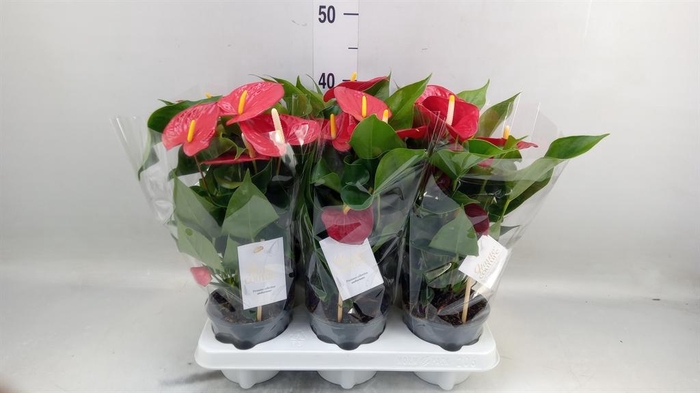 <h4>Anthurium andr. 'Esudo'</h4>