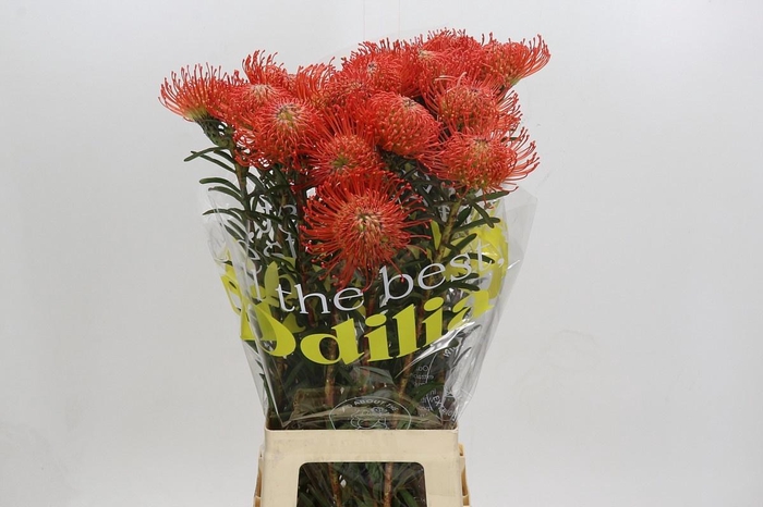 <h4>LEUCO CO SUCCESSION</h4>