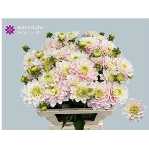 DAHLIA PINK DELIGHT
