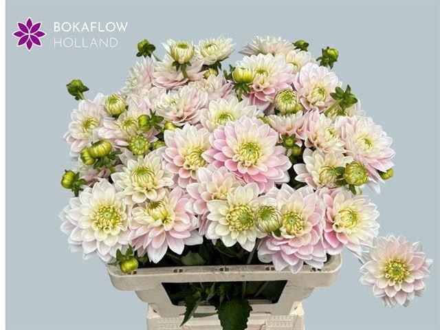 <h4>DAHLIA PINK DELIGHT</h4>