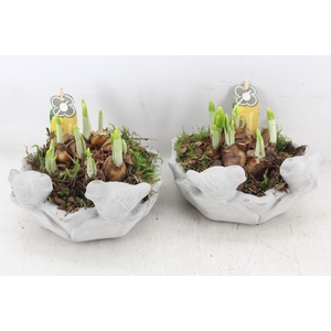 arr4 Narcis PL - Ker. vogel schaal  x3