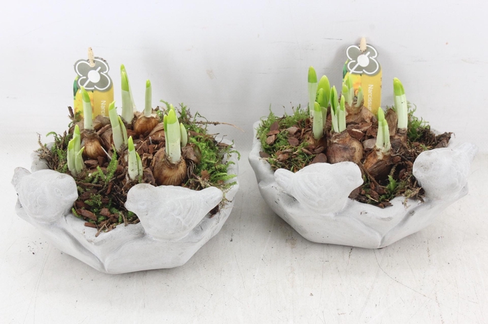 <h4>arr4 Narcis PL - Ker. vogel schaal  x3</h4>