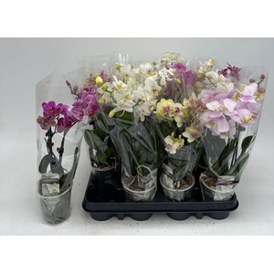 PHAL GEM