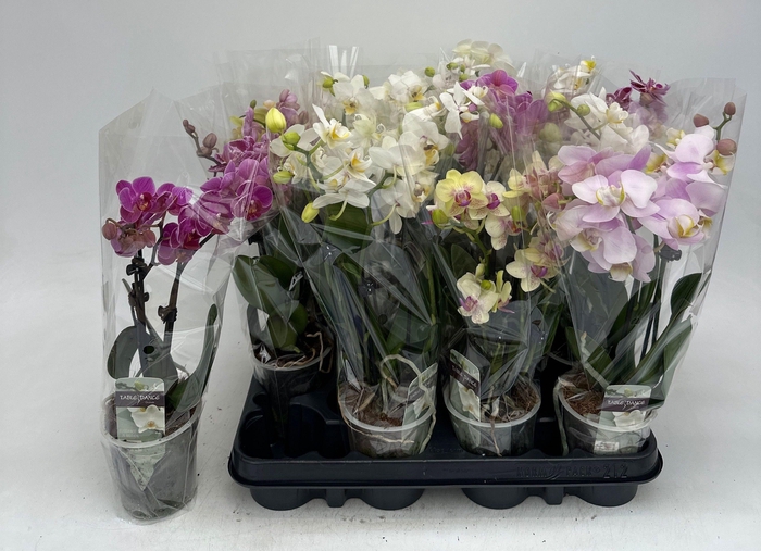 <h4>PHAL GEM</h4>