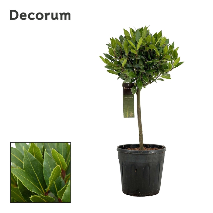 <h4>Laurus nobilis Bol op stam</h4>