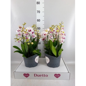 Phalaenopsis multi. 'FC Safe Haven'