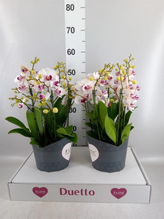 <h4>Phalaenopsis multi. 'FC Safe Haven'</h4>