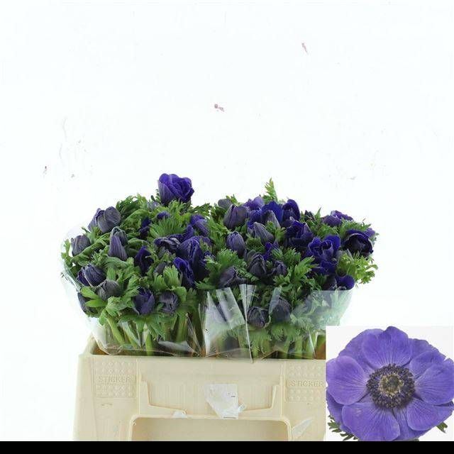 <h4>ANEM CO MIS + D BLUE</h4>