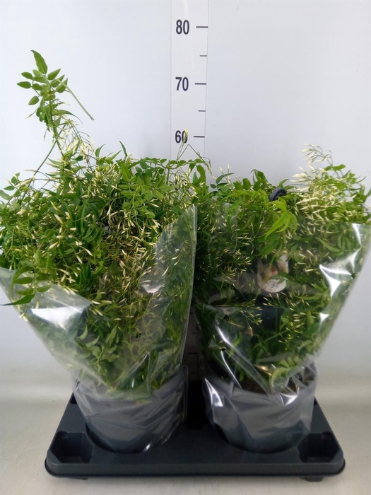 <h4>Jasminum polyanthum</h4>