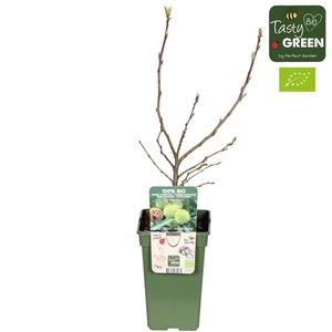 Castanea sativa Bio P19