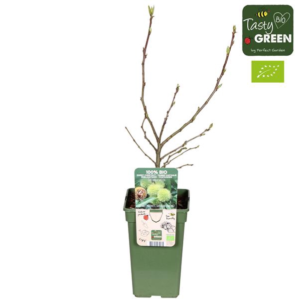 <h4>Castanea sativa Bio P19</h4>